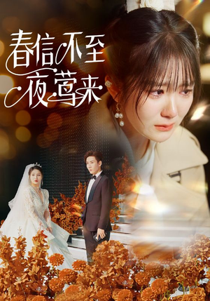 春信不至夜莺来（50集）原创精彩短剧